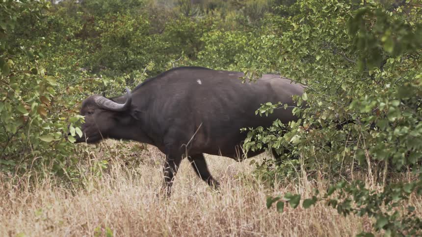 Some buffaloes walking to the left in a herd