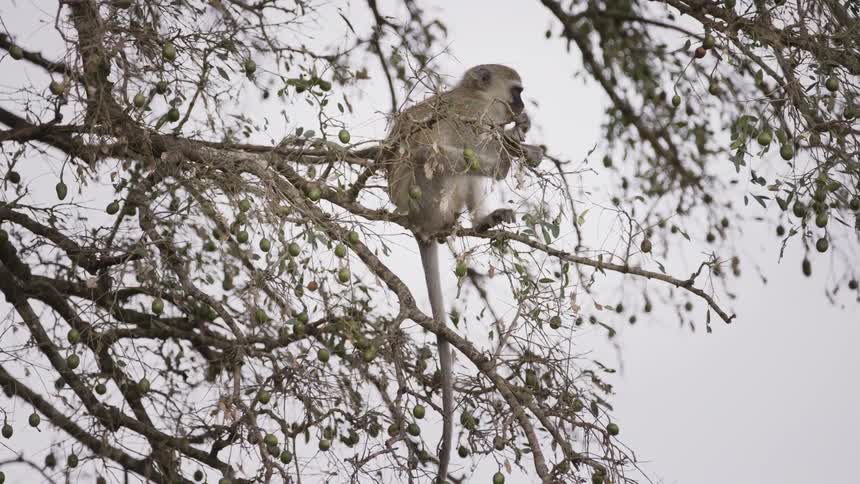 A monkey hanging from the branches of a tree