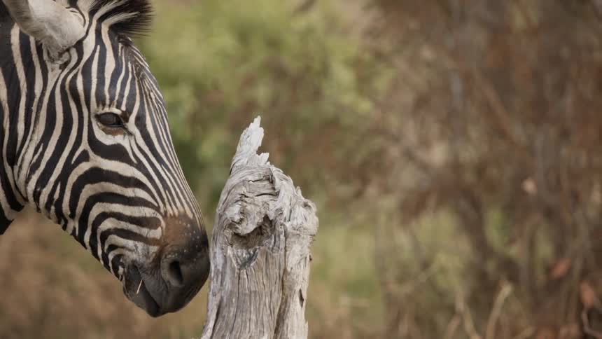A zebra scratching itself on a tree trunk in the savanna