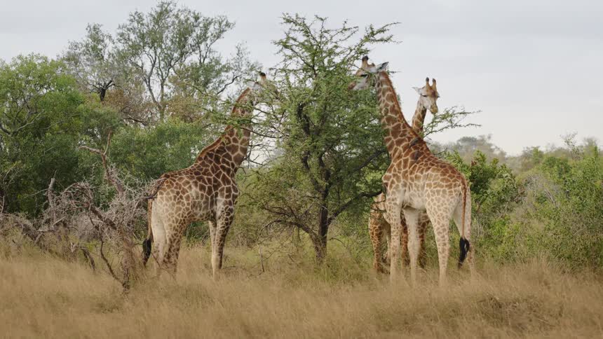 Group of giraffes in the savannah feeding on the plants of a tree