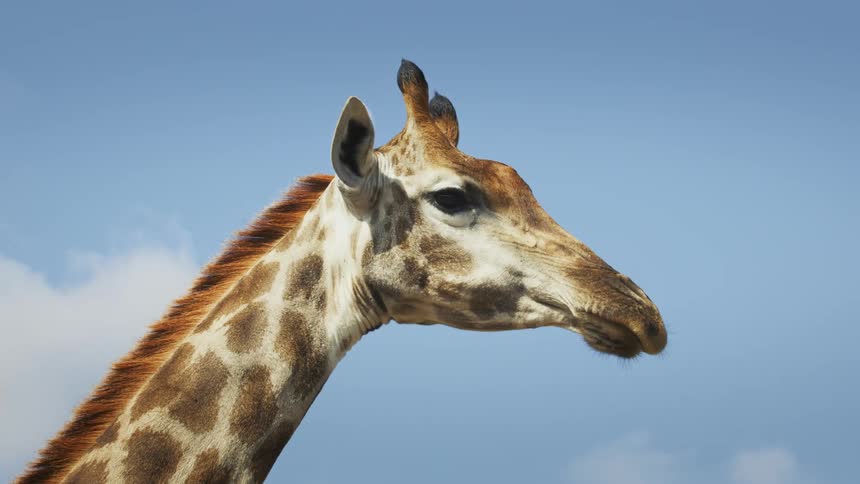 A lone giraffe stands very calmly while casually looking around