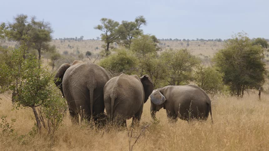 Group of african elephants in the wilderness amid tall grass