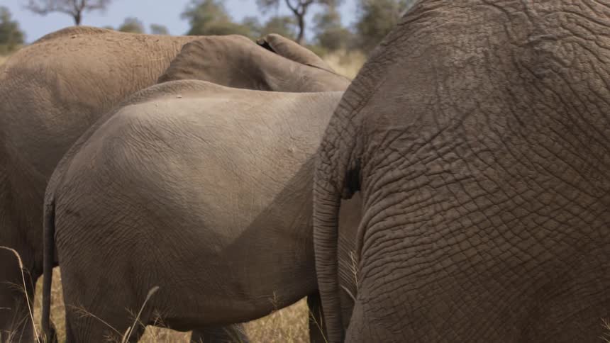 A herd of elephants in a meadow during the day