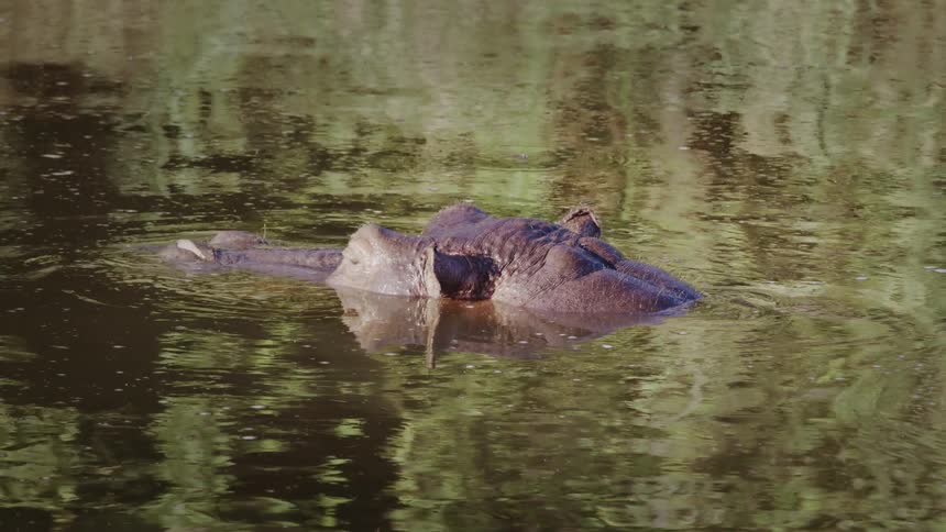A hippos snout is outside the water and the rest of its body is inside