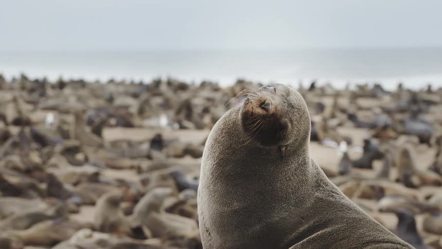 Sea lions on the seashore resting with a focus on one of them shaking its head