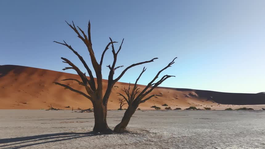 Withered trees in a desert area on a sunny day