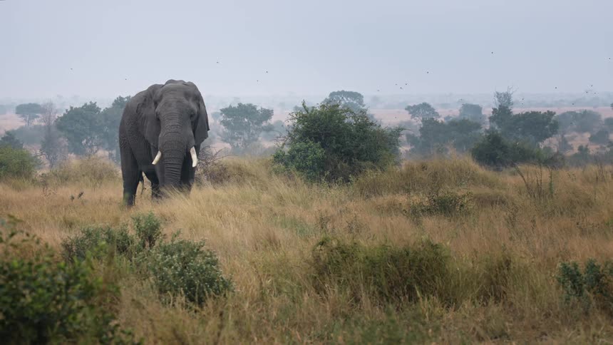 Large african elephant with white tusks standing in a field of tall brown grass in the savanna