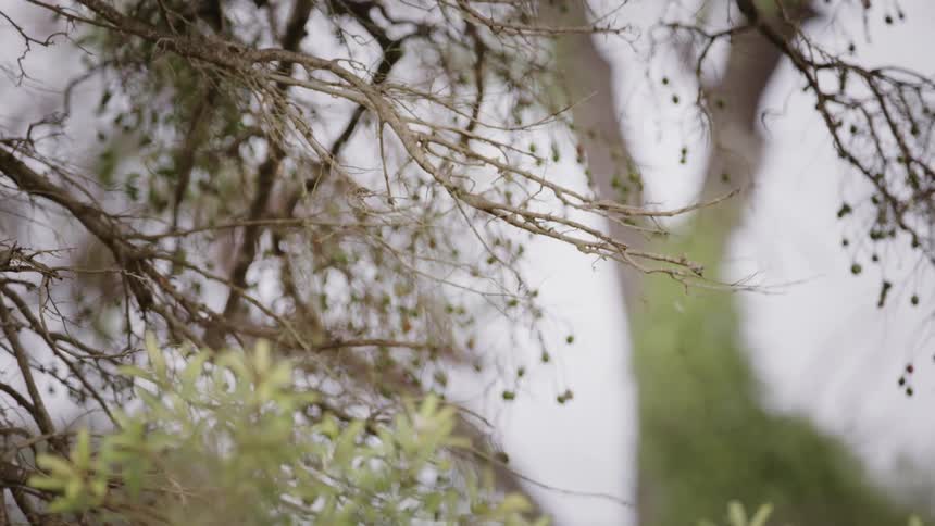 A monkey jumps from a tree branch to the ground