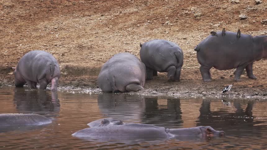 Hippos lying in a lake and others on the shore in a jungle