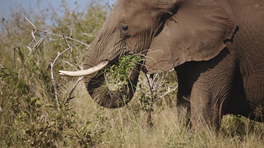 A wild elephant is grabbing and eating grass and underbrush in the daytime