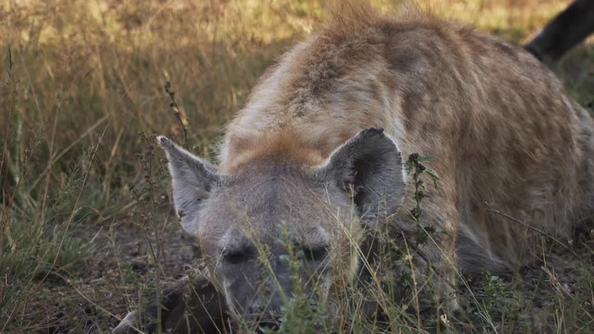 Hyena lowering its head under its paws and sleeping