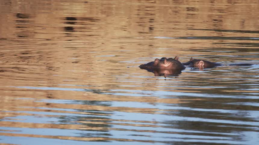 Hippos partially submerged in the water of a lake
