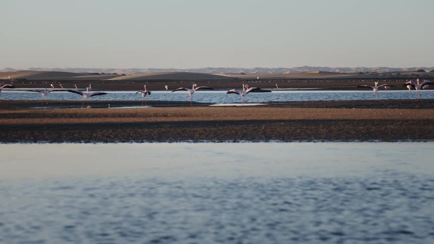 A group of birds flies over a region of water and lands on dry land