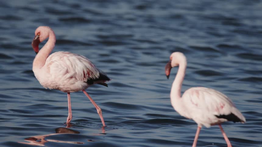 A pair of pink flamingos walking through the water