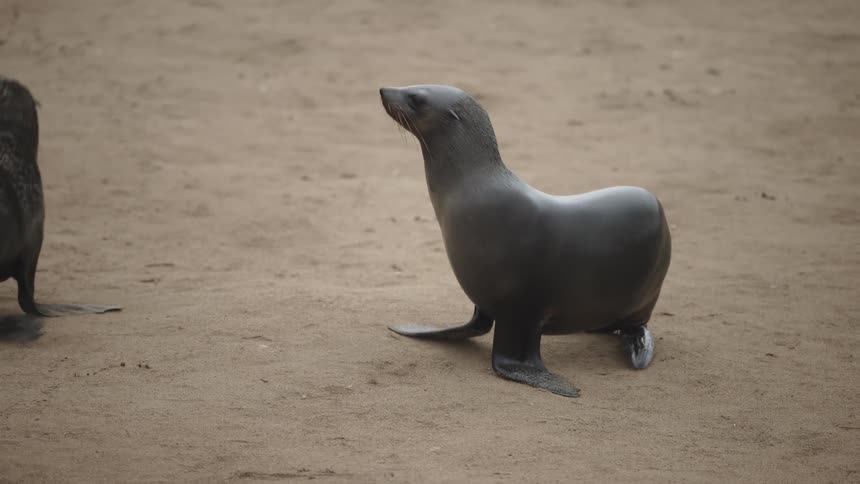 A seal standing on the sandy ground outdoors