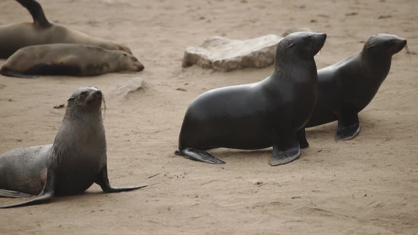 Seals walking on the sand