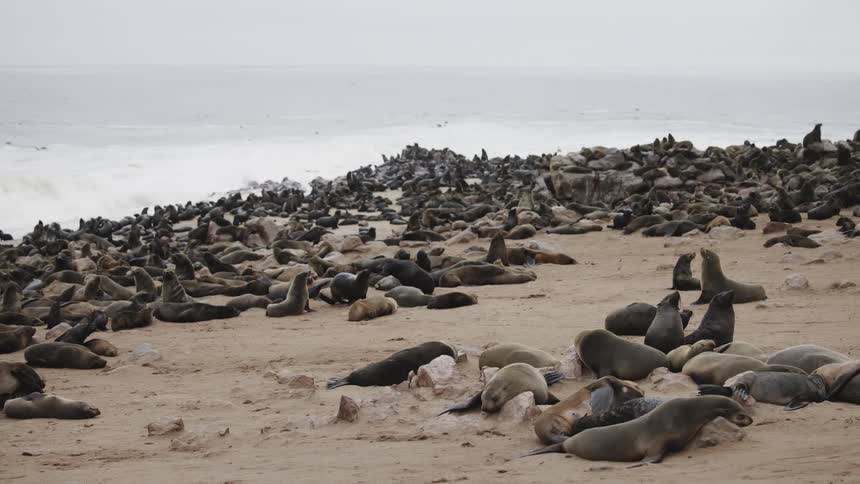 Dolphins laying beside the sea shore
