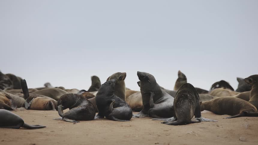 Sea lions on the beach sand