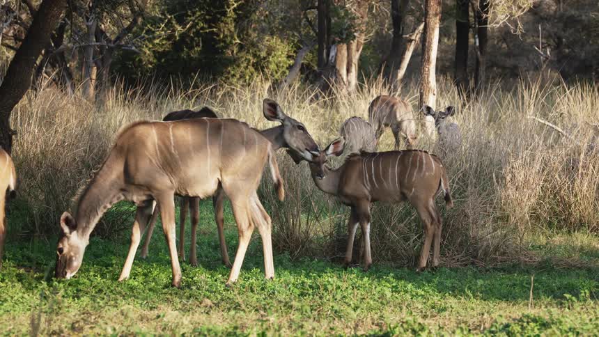 Fawns in the jungle feeding on leaves with one receiving affection from its mother