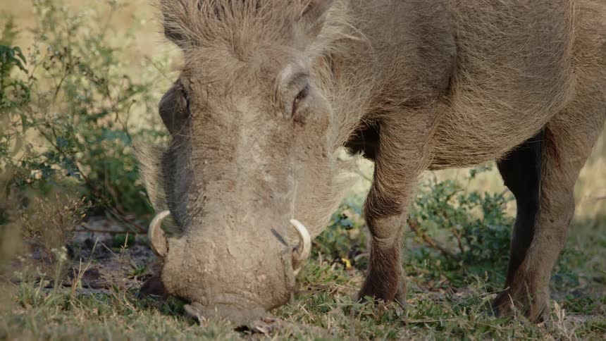 A wild boar eating in a pasture during the day