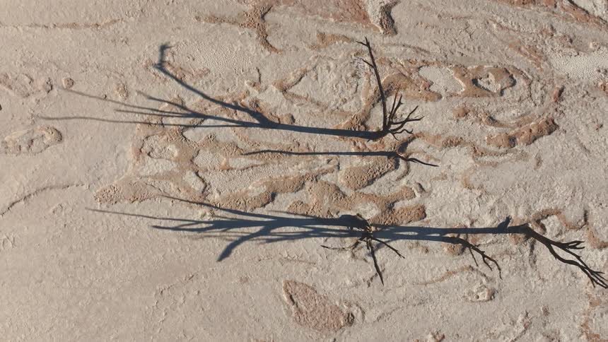 A close up clip of the desert