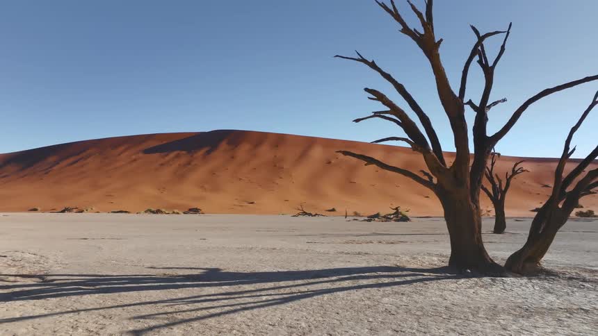 A desert region with dry trees and decaying trees