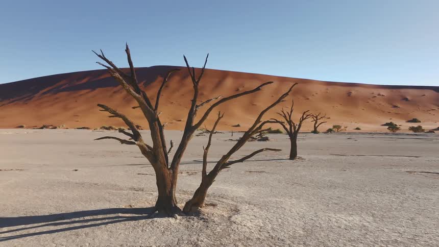 Aerial view of dead trees next to sand dunes in the desert