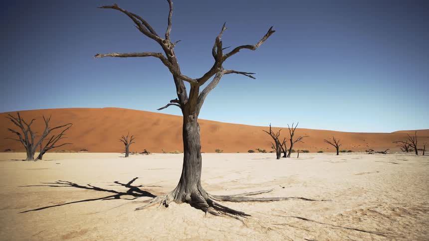 Dry trees in the desert during summer