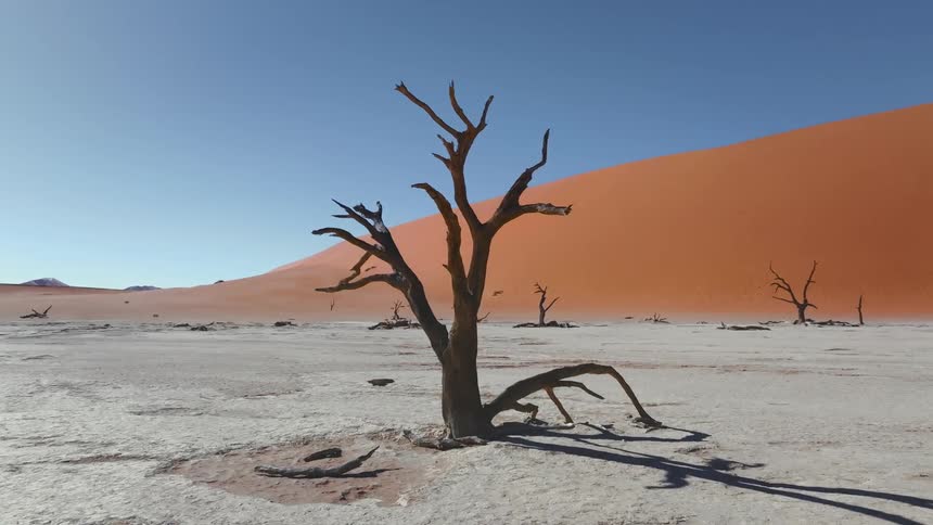 Dry tree in the middle of the desert