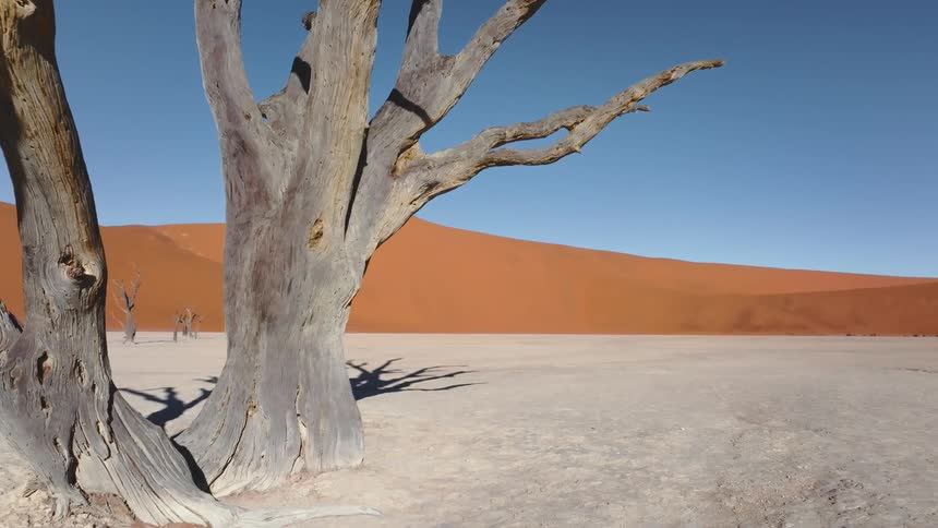 Dead trees in the desert surrounded by sand dunes