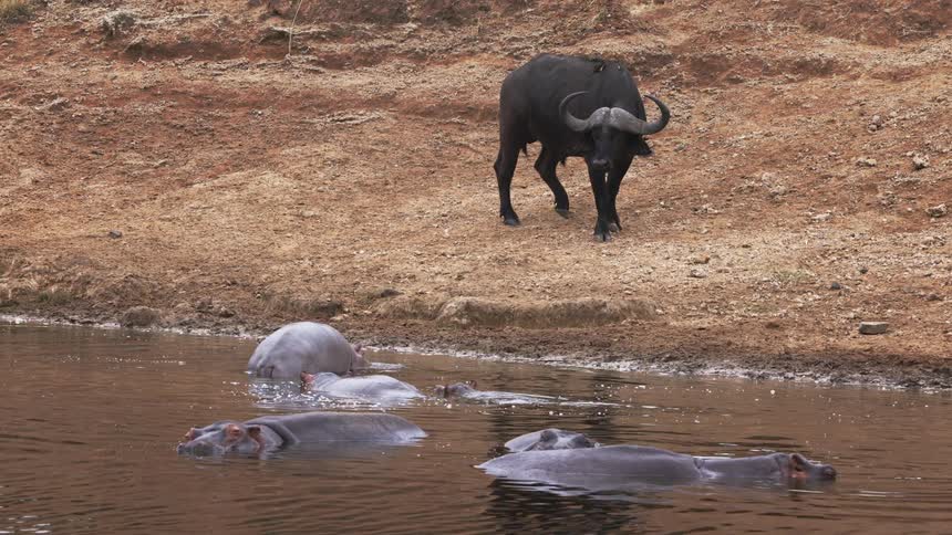 Water buffalo pauses to look across river full of hippos as a bird flies from a hippo to its back