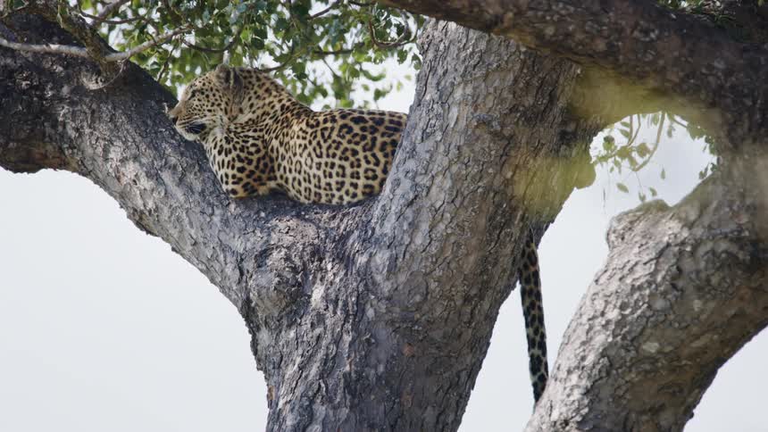 A cheetah lying on top of a tree and staring at something