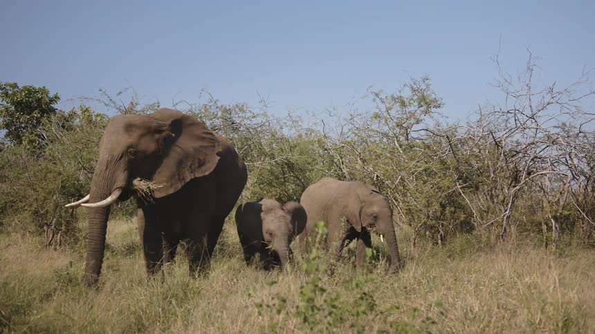 Elephant mother with her two children who feed on grassland in the jungle