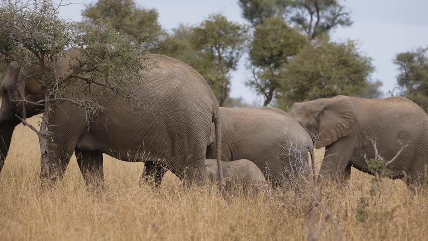 Herd of adult elephants and a baby walking through the tall grass of the savannah on a sunny day
