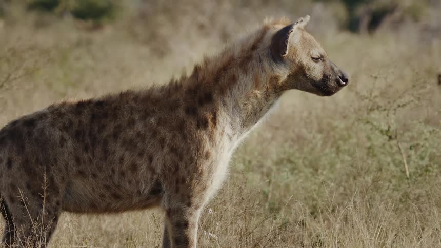 A hyena in the savanna during a sunny day