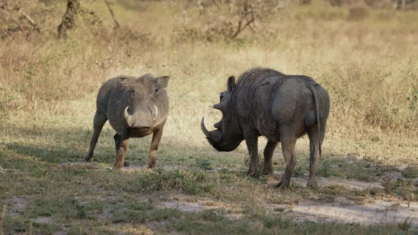 Two warthogs browse in field on sunny day