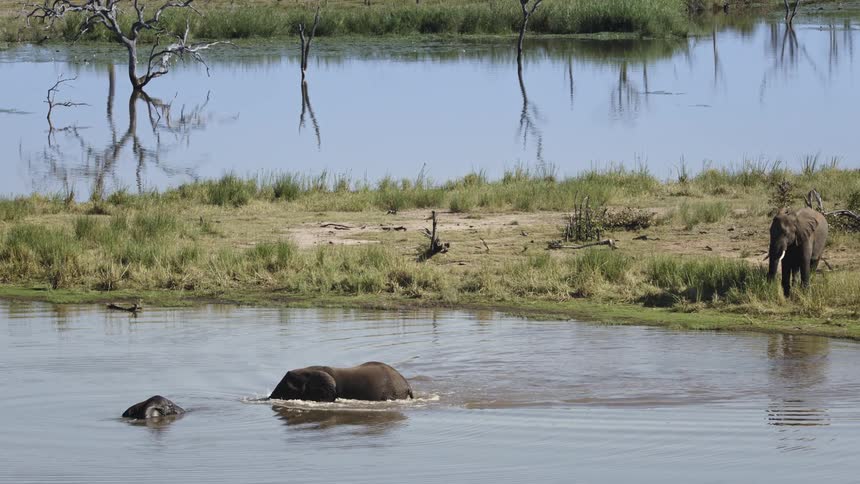 Elephants bathing in a river in the savanna