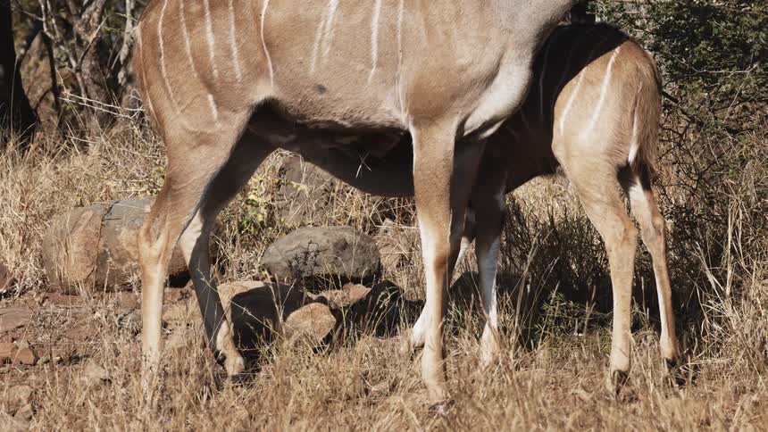 Gazelles in the safari meadow on a hot day