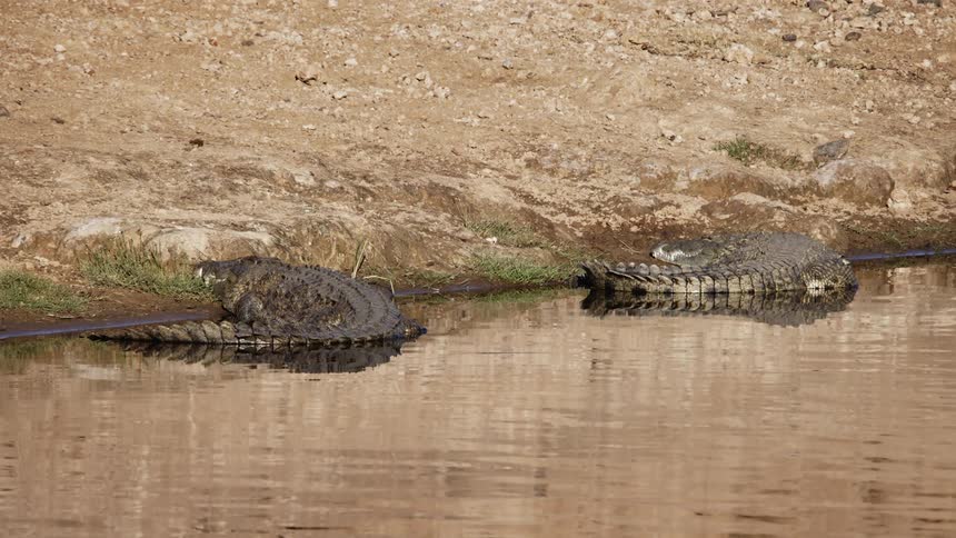 Alligators on the riverbank during the day