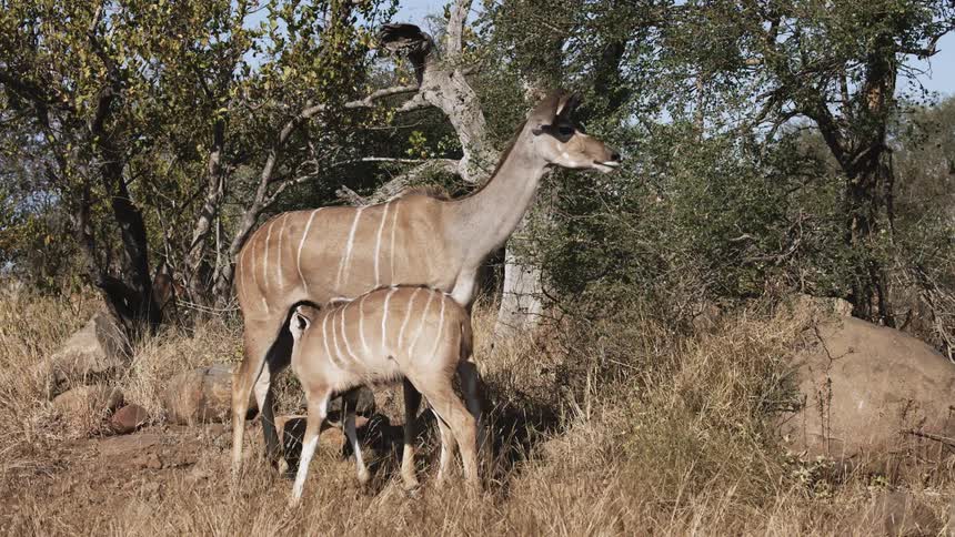Animals stand by the trees