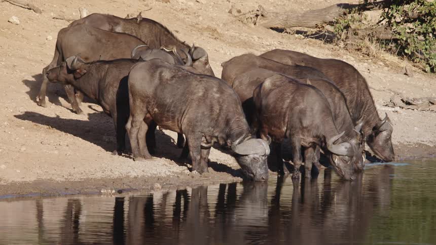 Panorama of african buffaloes drinking water in a jungle lake