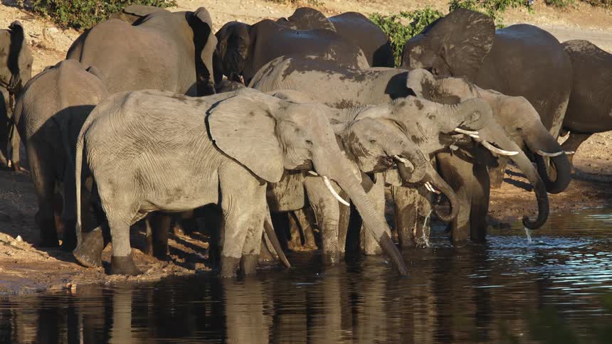 Several elephants at the edge of a lake are drinking water and bathing
