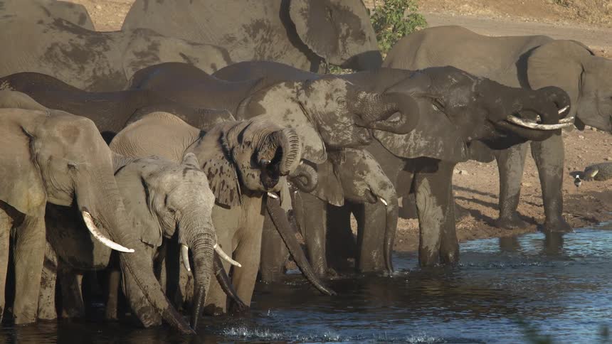 Herd of elephants drinking water on the edge of a river in the jungle