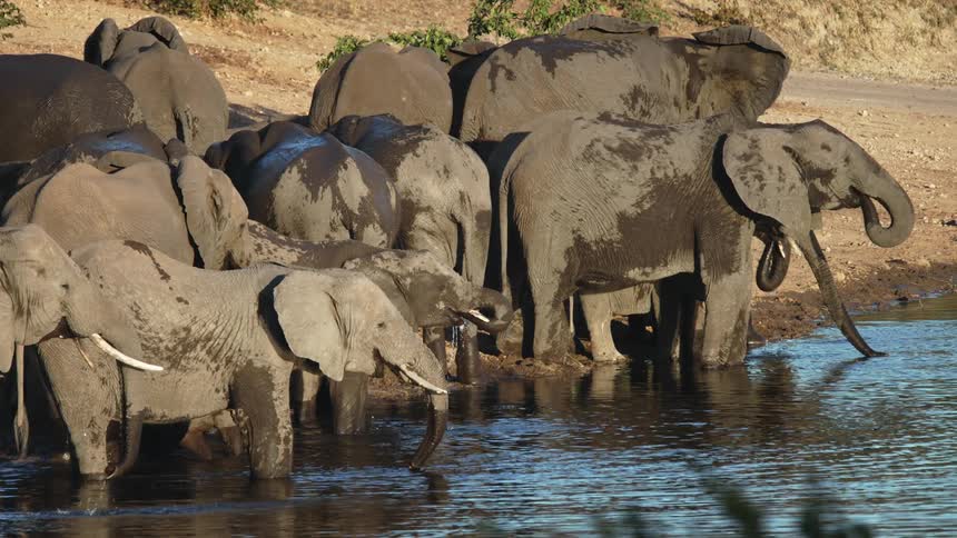 A herd of elephants are near the water and drinking water using their trunks