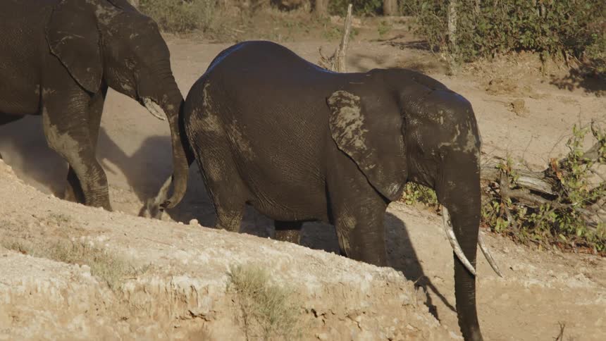 Two elephants are running down a sandy hill and they are both wet