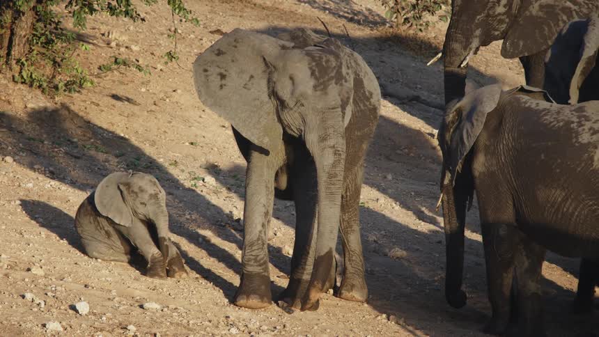 Herd of elephants covered in sand in the savannah on a sunny day
