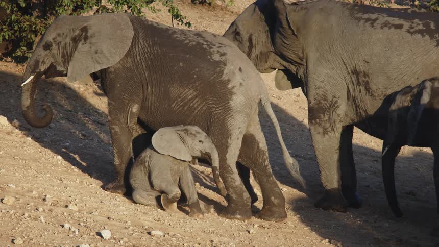 Elephant herd in the savannah featuring multiple adult elephants and a baby elephant