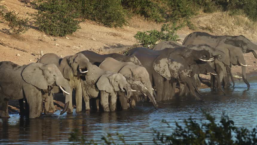 Herd of elephants drinking water from a river or lake in the savannah during a sunny day