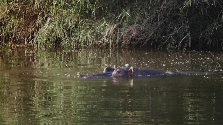 Hippopotamus in a lake peeking with just its eyes above water and then going under water