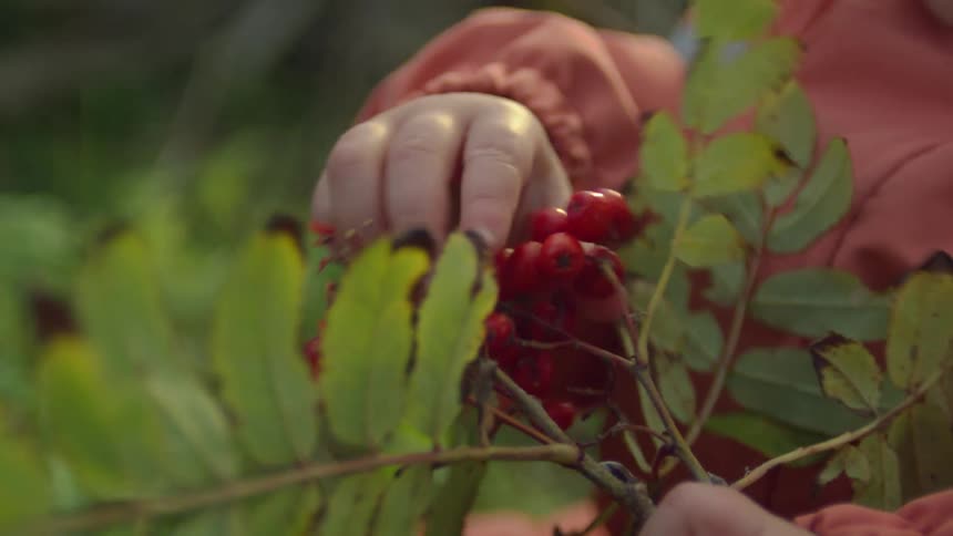A child is in a woodland picking berries from a plant in the late afternoon